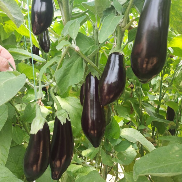 nan – Προσφέρει μοναδική αισθητική | iroots.gr