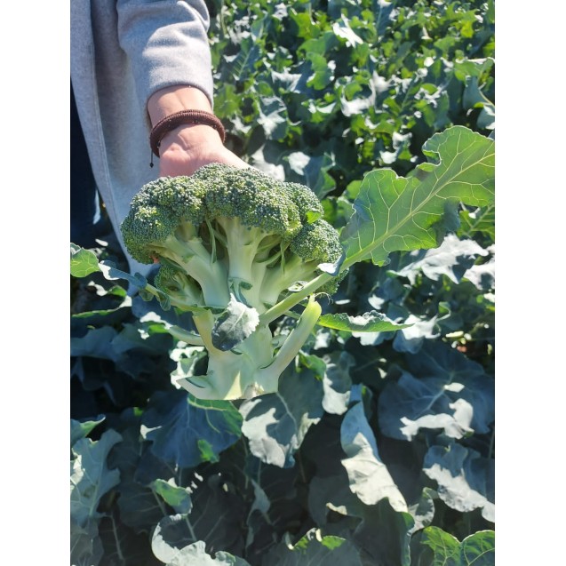 nan – Αναβαθμίζει άμεσα τον χώρο σου | iroots.gr