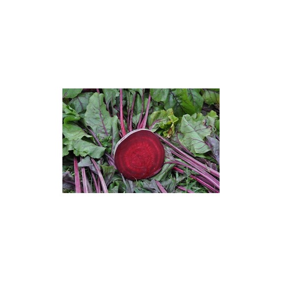 nan – Ταιριάζει σε κάθε μοντέρνο ή επαγγελματικό χώρο | iroots.gr