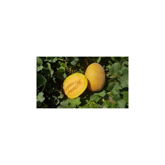 nan – Αναβαθμίζει άμεσα τον χώρο σου | iroots.gr