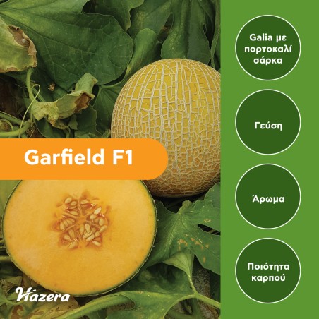 Σπόρος Πεπόνι Garfield F1 500 σπόρων Hazera