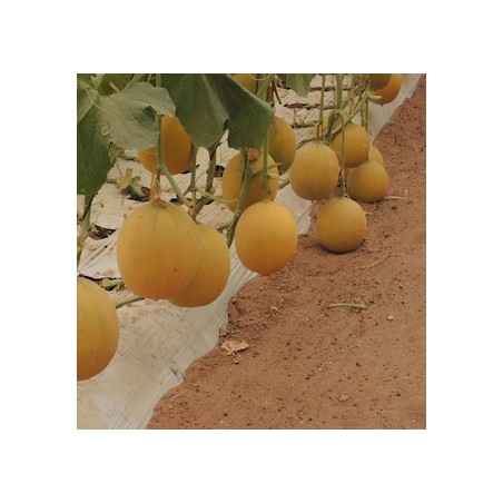 nan – Αναβαθμίζει άμεσα τον χώρο σου | iroots.gr