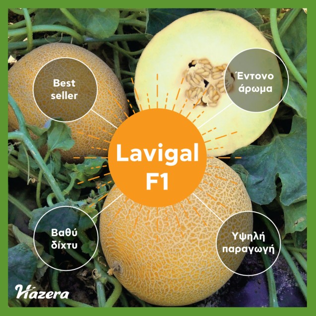 Σπόρος Πεπόνι Lavigal F1 500 σπόρων Hazera