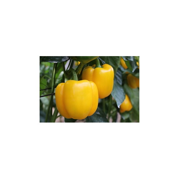 nan – Αναβαθμίζει άμεσα τον χώρο σου | iroots.gr