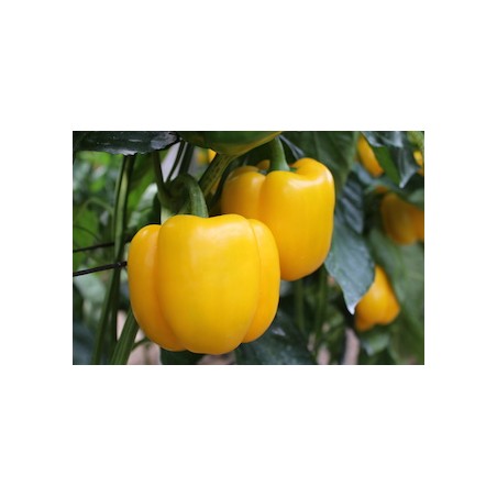 nan – Αναβαθμίζει άμεσα τον χώρο σου | iroots.gr