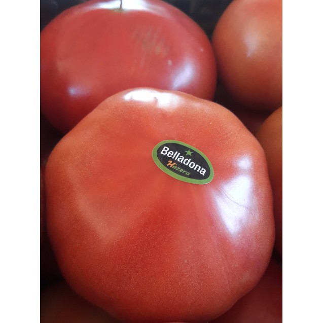 Σπόρος Τομάτα αναρριχώμενη Belladonna F1 GSPP 1000 σπόρων Hazera