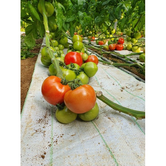 nan – Δημιουργεί αίσθηση πολυτέλειας χωρίς κόπο | iroots.gr