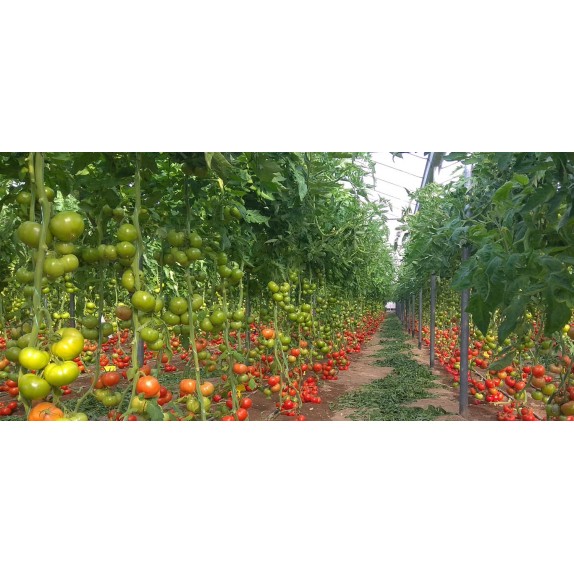 nan – Ταιριάζει σε κάθε μοντέρνο ή επαγγελματικό χώρο | iroots.gr