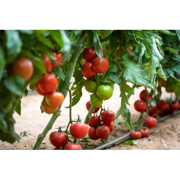 nan – Προσφέρει μοναδική αισθητική | iroots.gr