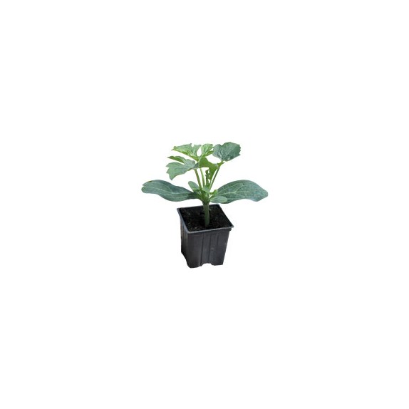 nan – Αναβαθμίζει άμεσα τον χώρο σου | iroots.gr