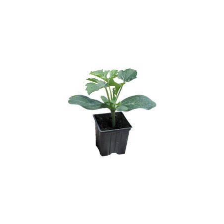 nan – Προσφέρει μοναδική αισθητική | iroots.gr