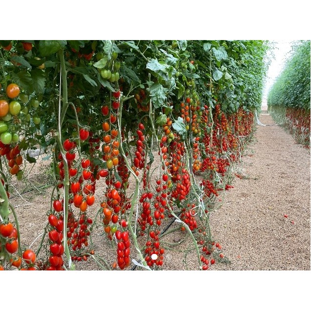 nan – Δημιουργεί αίσθηση πολυτέλειας χωρίς κόπο | iroots.gr