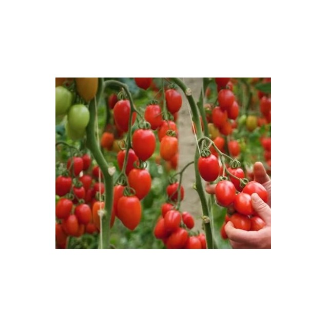 nan – Αναβαθμίζει άμεσα τον χώρο σου | iroots.gr