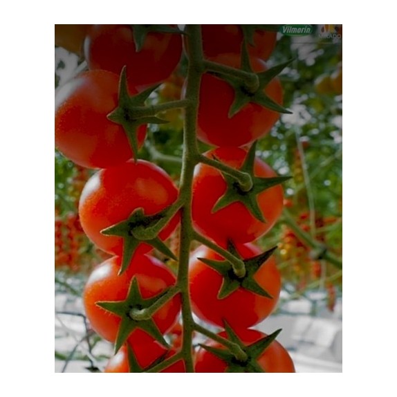 nan – Ταιριάζει σε κάθε μοντέρνο ή επαγγελματικό χώρο | iroots.gr