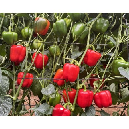 nan – Δημιουργεί αίσθηση πολυτέλειας χωρίς κόπο | iroots.gr