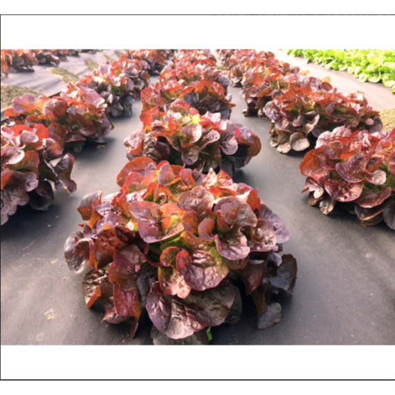 nan – Δημιουργεί αίσθηση πολυτέλειας χωρίς κόπο | iroots.gr