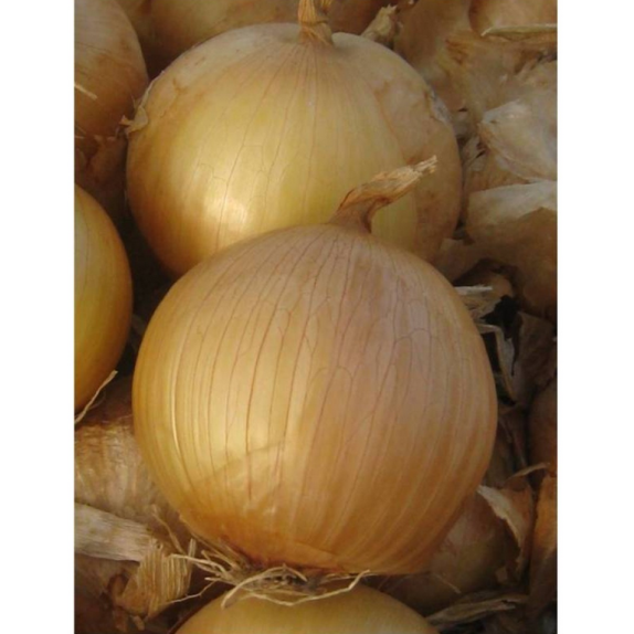 nan – Προσφέρει μοναδική αισθητική | iroots.gr