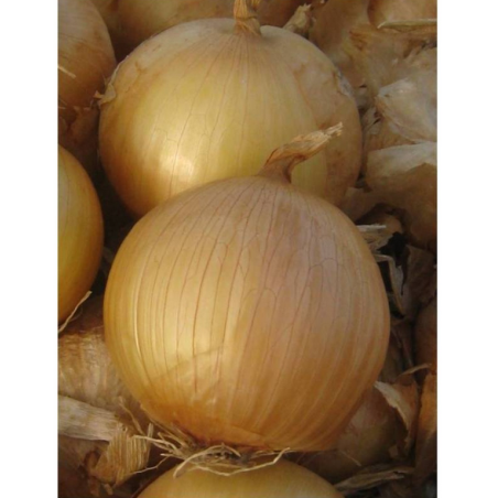 nan – Προσφέρει μοναδική αισθητική | iroots.gr