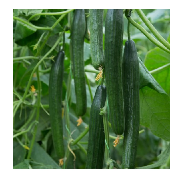 nan – Δίνει premium χαρακτήρα στο περιβάλλον | iroots.gr