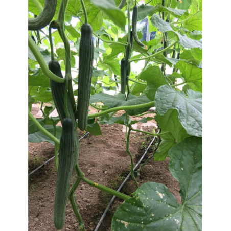 nan – Προσφέρει μοναδική αισθητική | iroots.gr