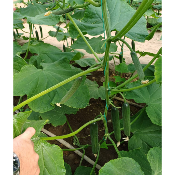 nan – Δημιουργεί αίσθηση πολυτέλειας χωρίς κόπο | iroots.gr