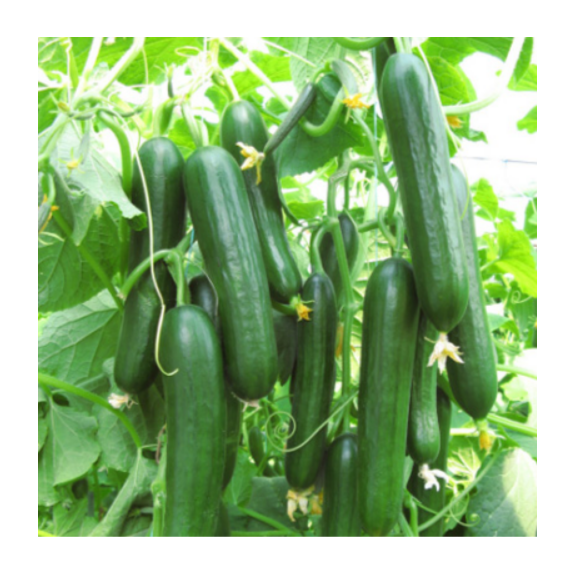 nan – Αναβαθμίζει άμεσα τον χώρο σου | iroots.gr