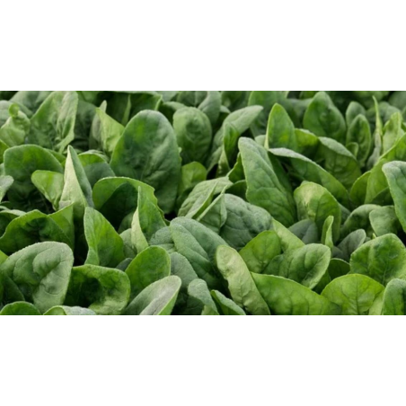 nan – Δημιουργεί αίσθηση πολυτέλειας χωρίς κόπο | iroots.gr