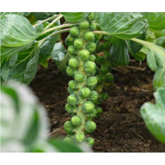 nan – Αναβαθμίζει άμεσα τον χώρο σου | iroots.gr