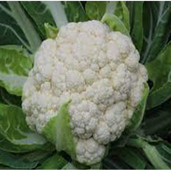 nan – Ταιριάζει σε κάθε μοντέρνο ή επαγγελματικό χώρο | iroots.gr