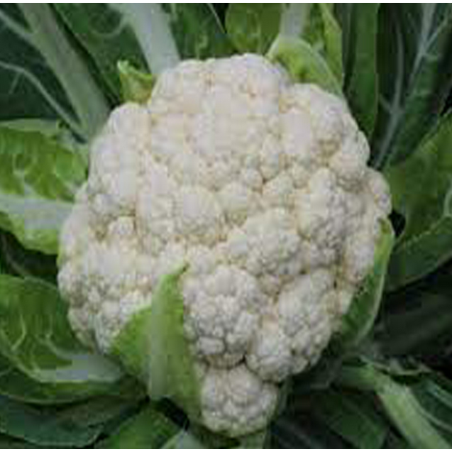 nan – Ταιριάζει σε κάθε μοντέρνο ή επαγγελματικό χώρο | iroots.gr