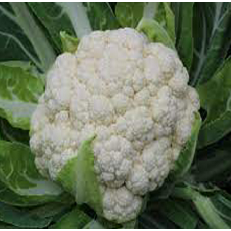 nan – Ταιριάζει σε κάθε μοντέρνο ή επαγγελματικό χώρο | iroots.gr