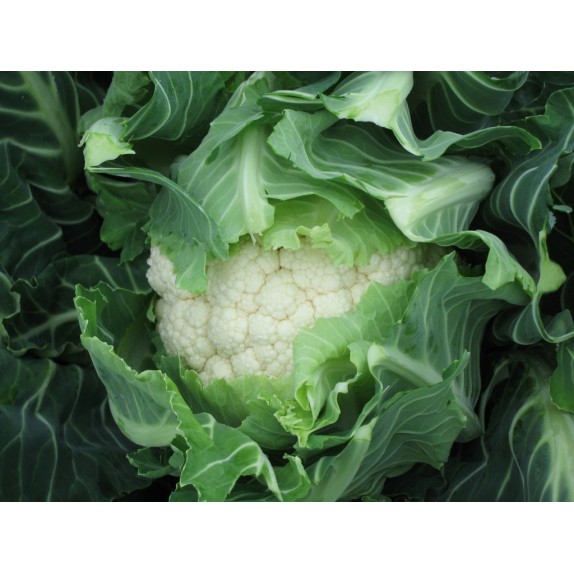 nan – Δίνει premium χαρακτήρα στο περιβάλλον | iroots.gr