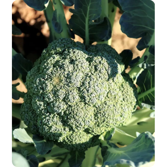 Μπρόκολο MAURICIUS F1 (Ex MARCUS) Fytro seeds 1000sd 85-95ημερών – Δίνει premium χαρακτήρα στο περιβάλλον | iroots.gr