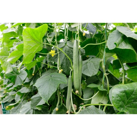 Αγγούρι Μακρύ FORADA RZ F1 500 σπόρων