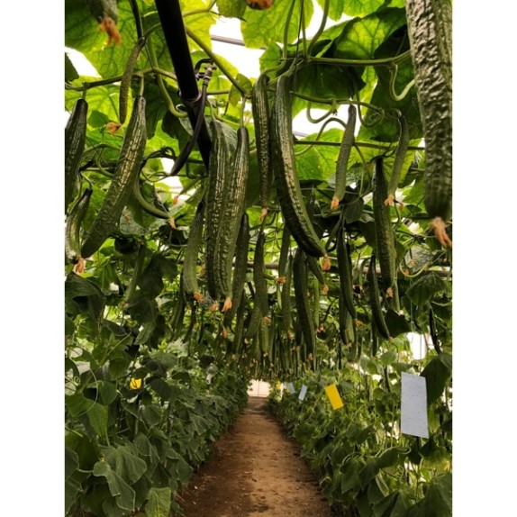 Αγγούρι Μακρύ HELMOS RZ F1 500 σπόρων