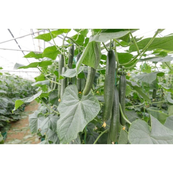 Αγγούρι Μακρύ TANTALOS RZ F1 500 σπόρων