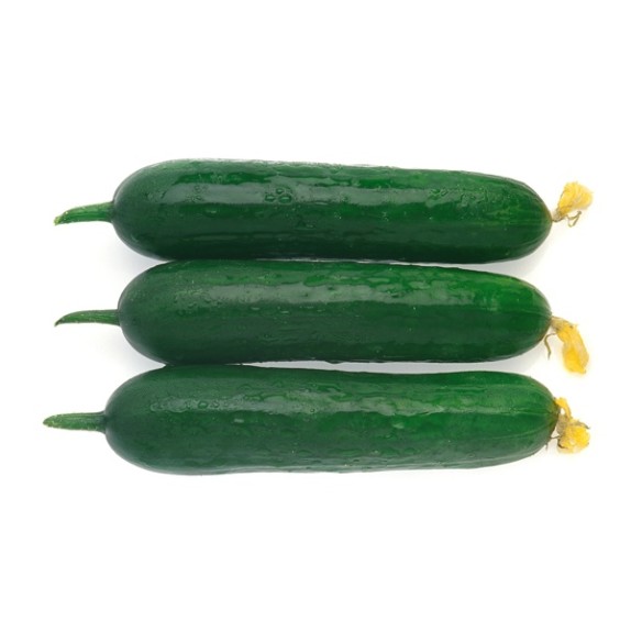 Αγγούρι Κοντό DELTASTAR RZ F1 500 σπόρων