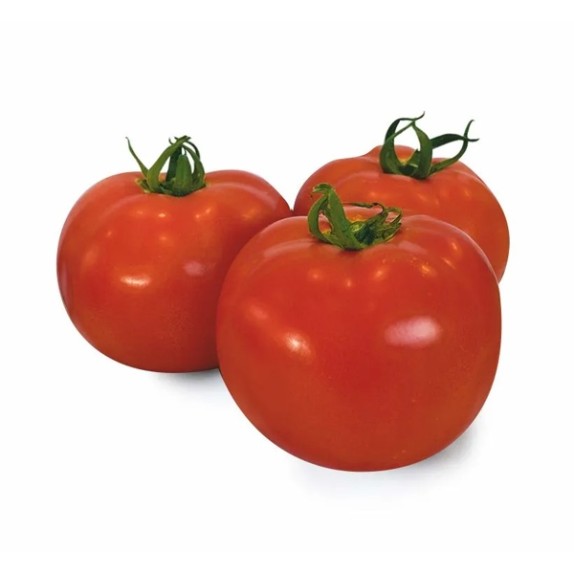 Τομάτα Αναρριχώμενη NTAMA RZ F1 1000 σπόρων