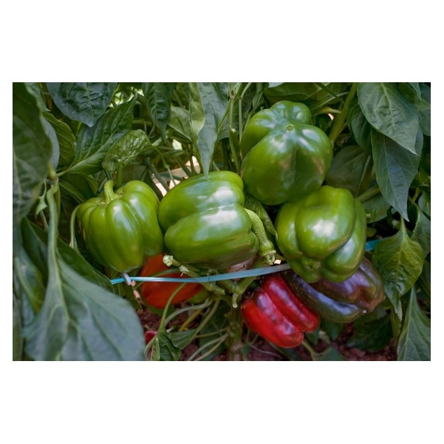 Πιπεριά Τετράγωνη πράσινη SONDELA RZ F1 500 σπόρων