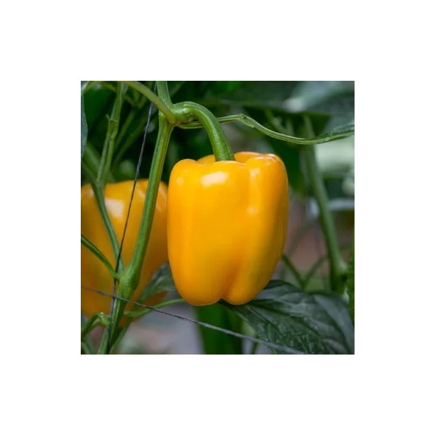 Πιπεριά Τετράγωνη κίτρινη LIRICA RZ F1 500 σπόρων