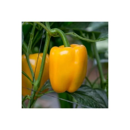 Πιπεριά Τετράγωνη κίτρινη LIRICA RZ F1 500 σπόρων