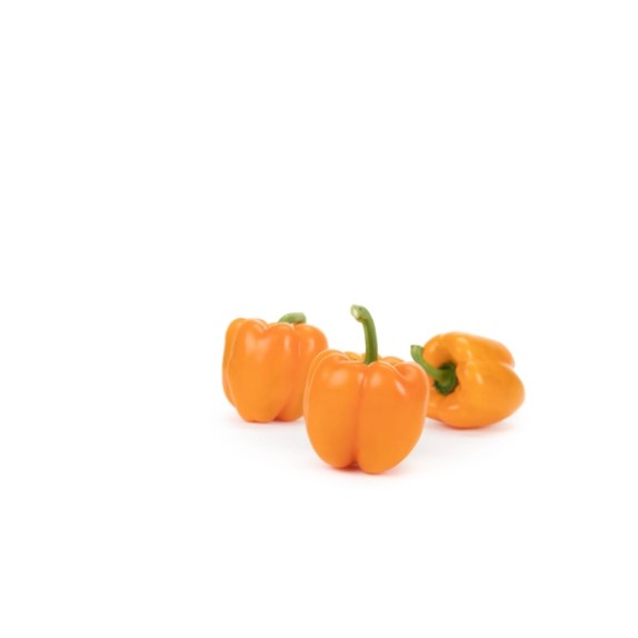 Πιπεριά Τετράγωνη πορτοκαλί TITO RABAT RZ F1 500 σπόρων