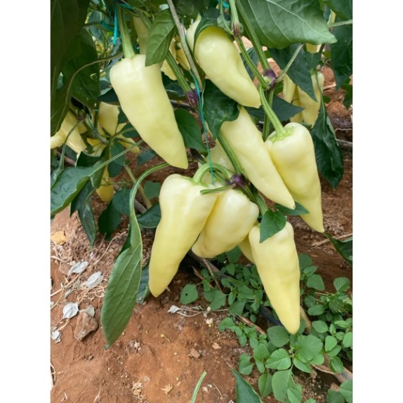 Πιπεριά Ουγγαρέζικο BROSS RZ F1 500 σπόρων