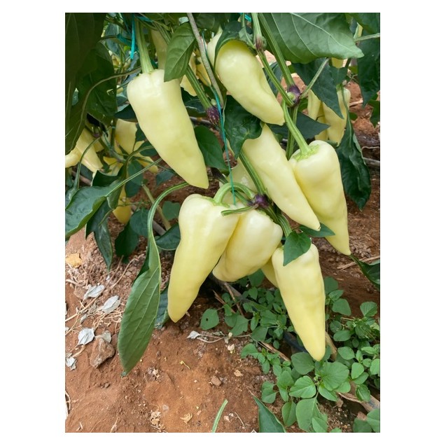 Πιπεριά Ουγγαρέζικο BROSS RZ F1 500 σπόρων