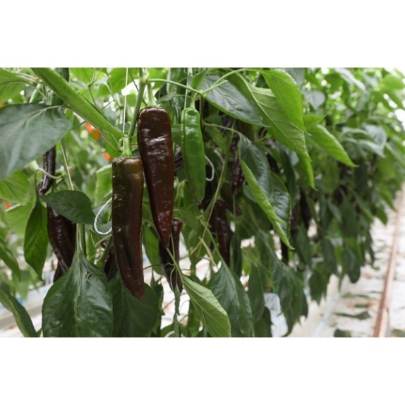 Πιπεριά Dulce Italiano CHOCOLONY RZ (σοκολατί) F1 500 σπόρων