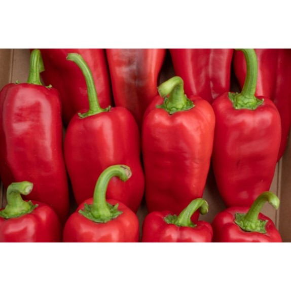 Πιπεριά Φλωρίνης ATTRACTICA RZ F1 500 σπόρων