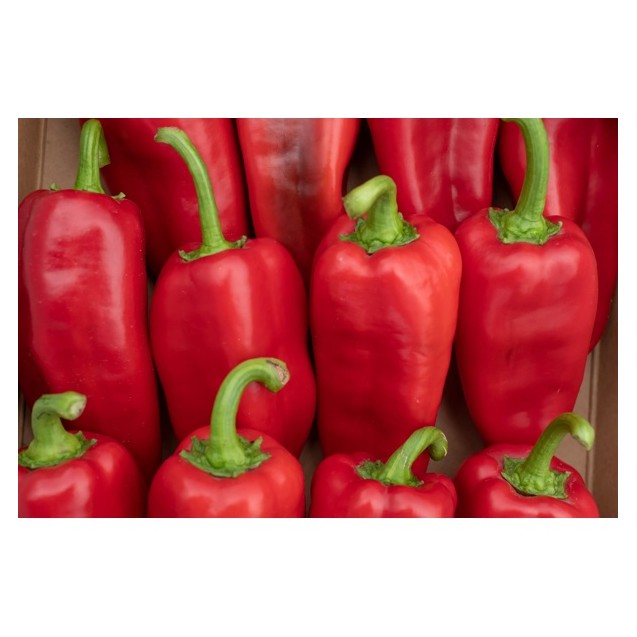 Πιπεριά Φλωρίνης ATTRACTICA RZ F1 500 σπόρων