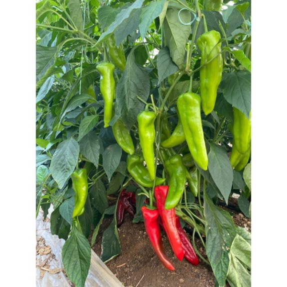 Πιπεριά Φλωρίνης LARISA RZ F1 500 σπόρων