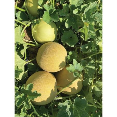 Πεπόνι ANGLIRU RZ F1 500 σπόρων