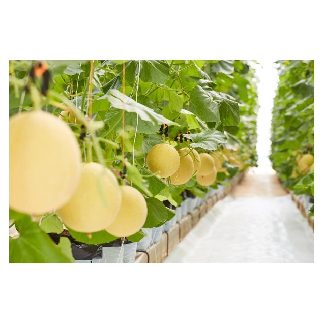 Πεπόνι INTHANON RZ F1 500 σπόρων